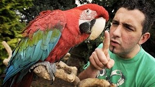 Funny Parrots ★ You Wont Believe These Parrots Are Real Funny Pets [upl. by Poree]