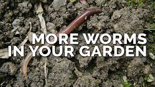 How to Attract More Earthworms To Your Garden amp Why They Matter [upl. by Eitsym632]