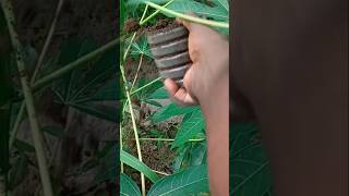 Watch how organic manure and inorganic manure is been applied in cassava farm in Nigeria [upl. by Mazel]