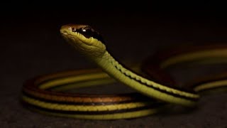 Terrific Bronzeback Snake Lembeh Island North Sulawesi Indonesia Snakes [upl. by Reames]