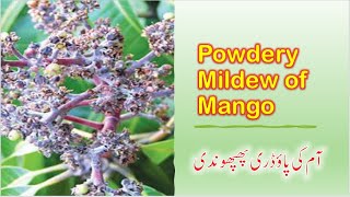 Managing Powdery Mildew in Mango Trees Strategies for a Healthy Orchard آم کی پاؤڈری پھپھوندی [upl. by Bower19]