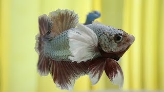 Basic Betta Fish Color Genetics [upl. by Kessler168]