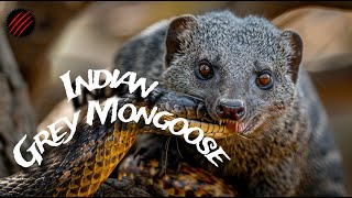 Is an Indian Grey Mongoose the Perfect Predator Fearless with Venom quotHealing Factorquot [upl. by Ardnekat]