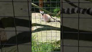 Ringtailed lemur Filmed at the Yellow River Wildlife Sanctuary in Lilburn GA [upl. by Lot562]