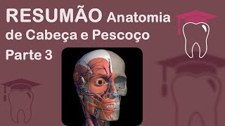 Pt 3 Resumão Anatomia de Cabeça e Pescoço [upl. by Zitvaa760]