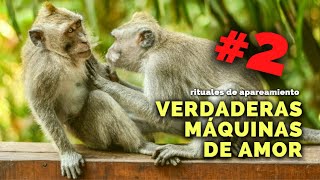 cómo HACEN el AMOR estas especies gatos primates caracoles [upl. by Bushore150]