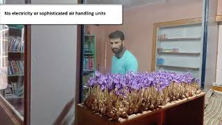 Indoor saffron farming in Kashmir  First indoor saffron farming in Kashmir [upl. by Enert311]