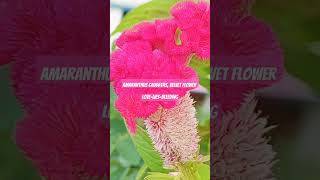 Amaranthus CaudatusVelvet floweramaranthus flowers velvet decorative beautiful nature [upl. by Soelch580]