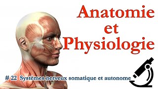 Anatomie et Physiologie  22 Systèmes nerveux somatique et autonome [upl. by Mouldon595]