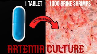 Easy Artemia culture  1000 Brine shrimp Hatch tamil [upl. by Haras]