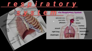 Respiratory systemOverview of Human Respiratory system [upl. by Idissak]