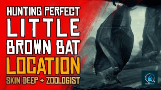 Red Dead Redemption 2  Little Brown Bat Location  Hunting Pristine 3 Star Little Brown Bat [upl. by Matland]