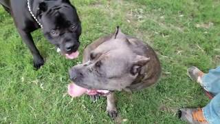 Taking our Cane Corso to the dog park Part1 [upl. by Pitchford]