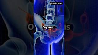 Process Of Oogenesis oogenesis reproduction [upl. by Capwell142]