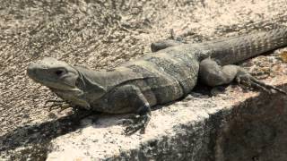 uxmal merida mexico [upl. by Ilsel]