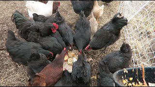 How I feed 30 chickens for 125 a day [upl. by Charlean101]