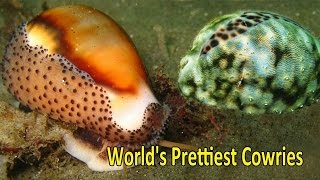 Top 5 Worlds Prettiest and Most Valuable Cowries [upl. by Atalayah]