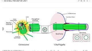 NCERT BIOLOGY  CLASS 11  CHAPTER 8  Cell  THE UNIT OF LIFE  EUKARYOTS  CENTROSOME CENTRIOLE [upl. by Marlena]