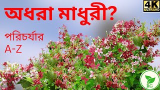 Magical Madhurilata How to Grow the Secret Behind  কোন খাবারে গাছভরা মাধুরীলতা ফুল RAJGardens [upl. by Nrev]