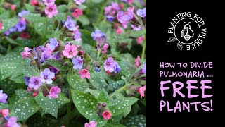 How to divide pulmonariaFREE PLANTS [upl. by Jeane]