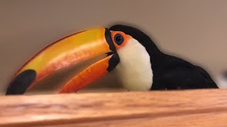 Whats It Like Having a Toucan In The HOUSE [upl. by Proudfoot]