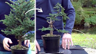 Creating a Spruce Bonsai  DIY [upl. by Helli]