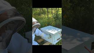 Learn about beekeeping  lets talk boxes [upl. by Eimas376]