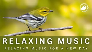 Relaxing Music with Bird Sounds  Soothing Symphony to Relax Your Mind and Sleep [upl. by Auvil]