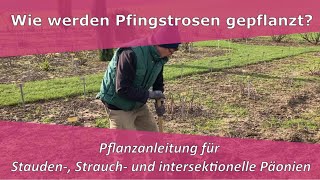 Pfingstrosen Päonien pflanzen  PfingstrosenParadies Tetzlaff [upl. by Amrita]