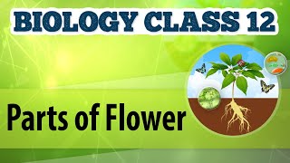 Parts of Flower  Reproduction in Plants  Biology Class 12 [upl. by Sulecram]