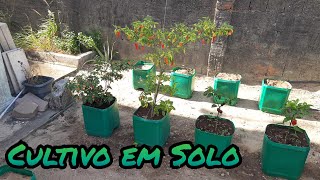 Cultivo em solo [upl. by Ellednahs]