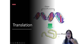 Chapter 62a  Protein Synthesis Transcription RNA mod Translation  Cambridge ALevel 9700 Bio [upl. by Nolyad486]