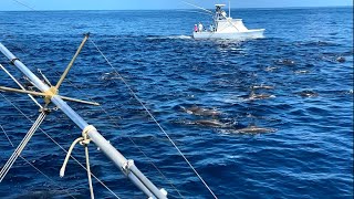 Costa Rica Fishing 2023  QueposManuel Antonio  Tuna Mahi Sailfish [upl. by Olifoet]