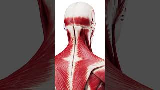 Anatomy of your muscles in 3d anatomy meded 3dmodel [upl. by Alisun]