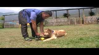 Adiestramiento de perros Golden Retriever Clase2c [upl. by Geoff]