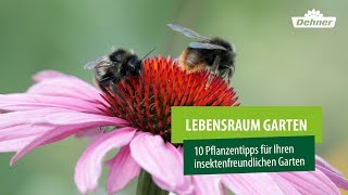 💐 10 Pflanzen für einen insektenfreundlichen Garten 🐝 Schmetterlings amp Bienenfreundlich 🦋 [upl. by Yliak]