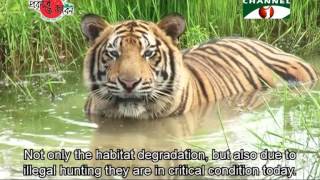 Nature and Life  Episode 196 Endangered Wildlife of Sundarbans [upl. by Arlyne85]