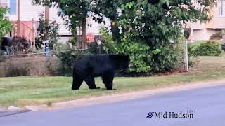 Black Bear Seen in Wappingers Falls Neighborhood [upl. by Dulciana374]