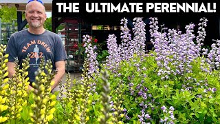 Baptisia The Ultimate LowMaintenance Perennial [upl. by Larred]