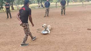 Dog not eating food without owner permission 😂।। how to control your dog [upl. by Olpe]