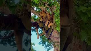 Elephant attacks lion in treeanimals wildlife wildanimals foryou fyp [upl. by Saucy]