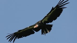 California condors [upl. by Anawyt]