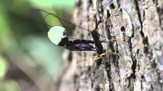 Giant Black Ichneumon Wasp Megarhyssa atrata ovipositing [upl. by Ecilayram506]