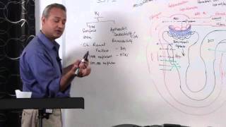 Renal System GFR Glomerular Filtration Rate 514 [upl. by Aniger110]