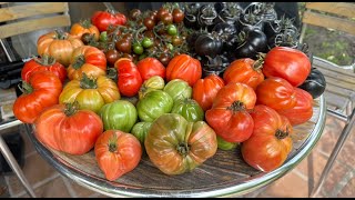 Tomato Tango Albenga Oxheart amp German Red Strawberry in Harvesting Fiesta [upl. by Finkelstein]