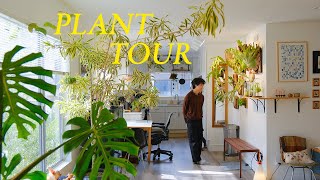 Relaxing Plant Tour 2023  my entire houseplant collection [upl. by Hiamerej]