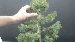 Picea glauca conica poda 2 [upl. by Daas]