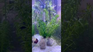 Requerimientos de la Elodea Densa 🌿 aquascaping peces acuariofilia acuario bettalovers peces [upl. by Okimuk]