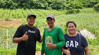 Pagbisita sa malawak na Farm Nag Harvest ng Sayote at repolyo sa farm ni KapsFarming [upl. by Papert]