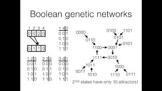 MSN 514  Lecture 21 Origins of order [upl. by Iht]